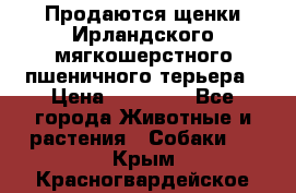 Продаются щенки Ирландского мягкошерстного пшеничного терьера › Цена ­ 30 000 - Все города Животные и растения » Собаки   . Крым,Красногвардейское